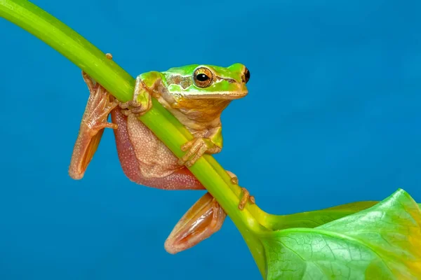 Gyönyörű Európai Fabéka Hyla Arborea — Stock Fotó