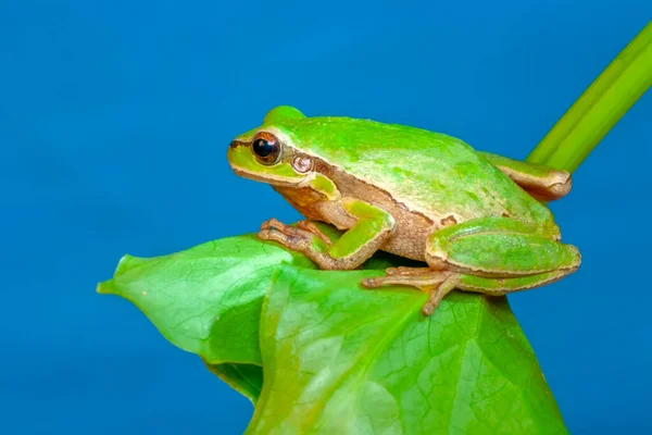 Bella Rana Albero Europaean Hyla Arborea — Foto Stock