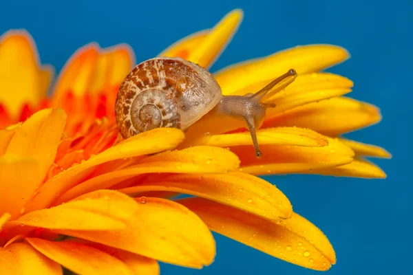 Zavřít Krásné Hlemýžď Zahradě — Stock fotografie