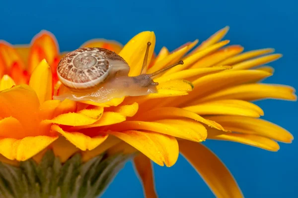 Zavřít Krásné Hlemýžď Zahradě — Stock fotografie