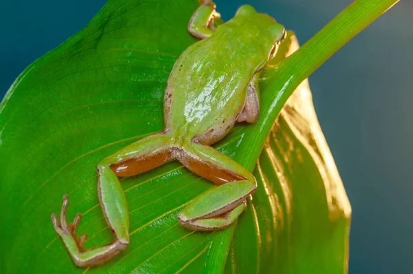 Européia Bonita Hyla Arborea — Fotografia de Stock