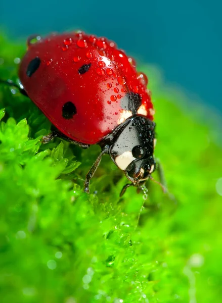 Belle Coccinelle Sur Fond Déconcentré Feuilles — Photo