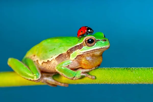 Hermosa Rana Árbol Europa Hyla Arborea — Foto de Stock