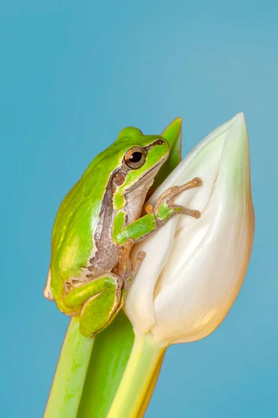 Européia Bonita Hyla Arborea — Fotografia de Stock