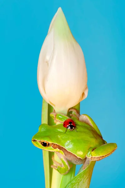 Européia Bonita Hyla Arborea — Fotografia de Stock