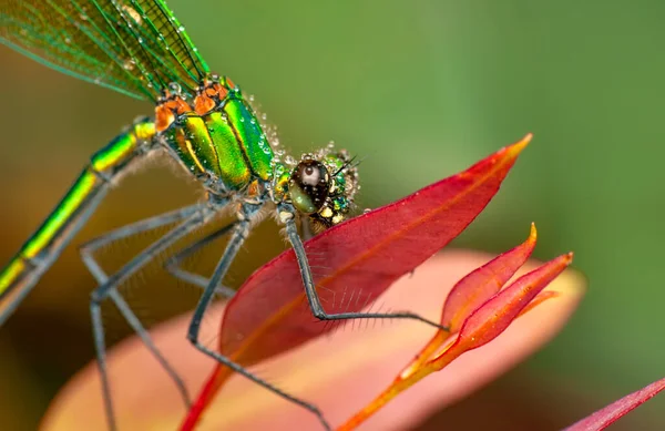 Macro Tiros Bela Natureza Cena Damselfly — Fotografia de Stock