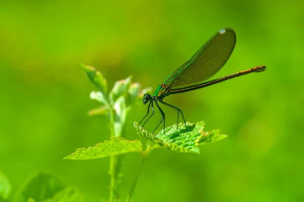 Макроснимки Красивая Природа Damselfly — стоковое фото