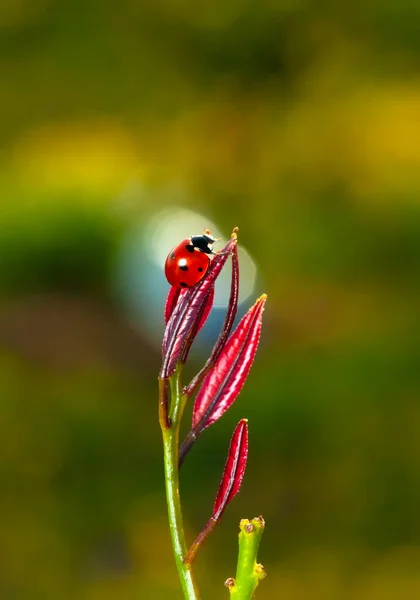 Beautiful Ladybug Leaf Defocused Background — Stock Photo, Image