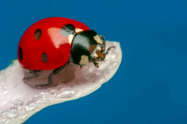 Belle Coccinelle Sur Fond Déconcentré Feuilles — Photo