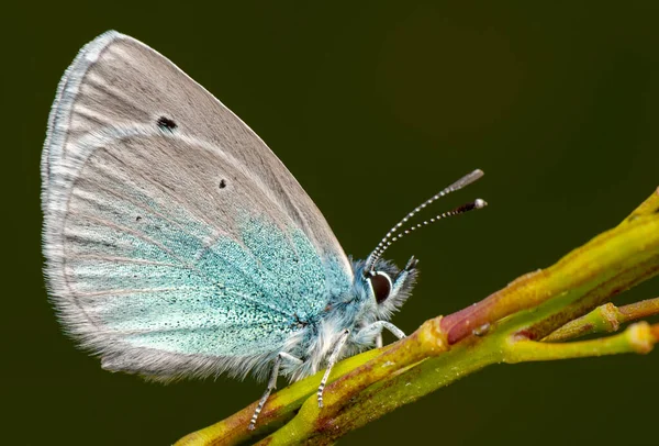 Makro Çekimler Güzel Doğa Sahneleri Yaklaş Güzel Kelebek Yaz Bahçesindeki — Stok fotoğraf