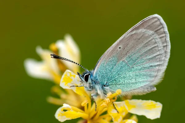 Strzały Makro Piękna Scena Natury Zbliżenie Piękny Motyl Siedzi Kwiat — Zdjęcie stockowe