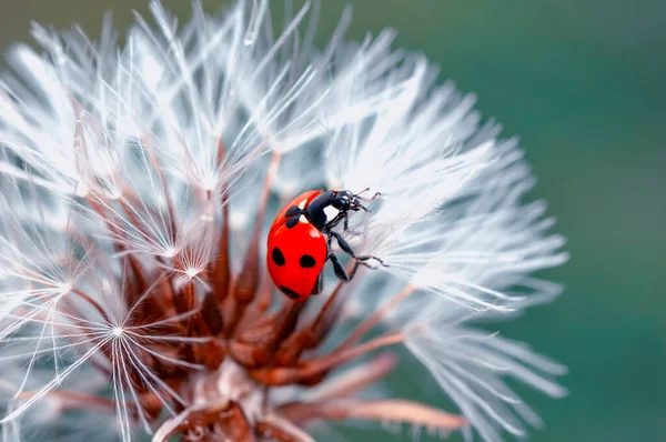 Schöne Marienkäfer Auf Blatt Defokussiert Hintergrund — Stockfoto