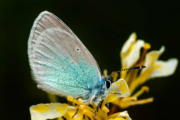 Makro Skott Vacker Natur Scen Närbild Vacker Fjäril Sitter Blomman — Stockfoto