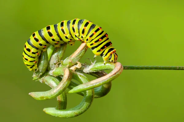 Макро Снимки Красивая Природа Закрыть Красивую Гусеницу Бабочки — стоковое фото