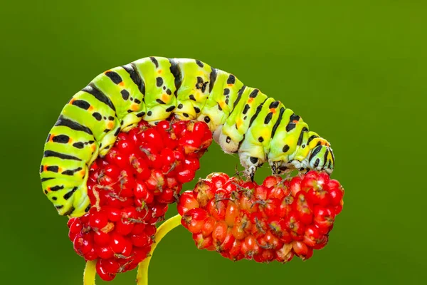 Makro Záběry Krásná Přírodní Scéna Zavřít Krásný Housenka Motýla — Stock fotografie