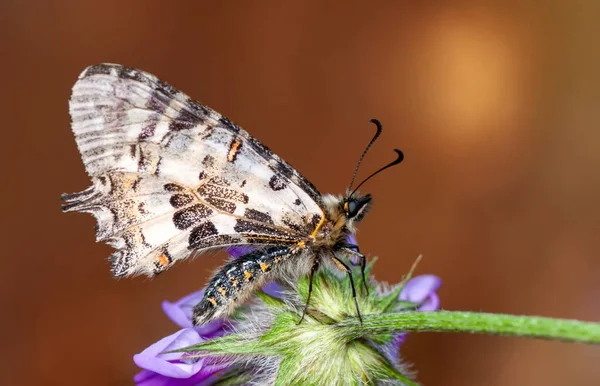 Makroaufnahmen Schöne Naturszene Nahaufnahme Schöner Schmetterling Sitzt Auf Der Blume — Stockfoto