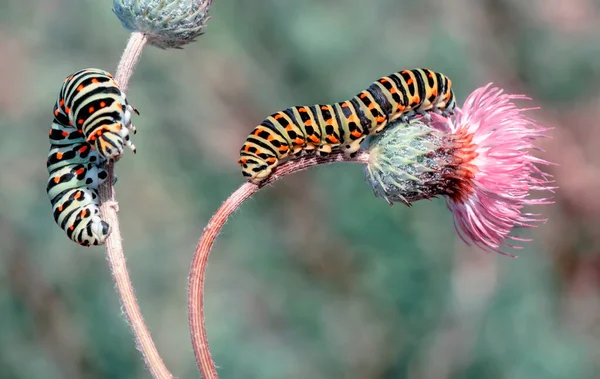 Makró Felvételek Gyönyörű Természeti Jelenet Közelkép Gyönyörű Hernyó Pillangó — Stock Fotó