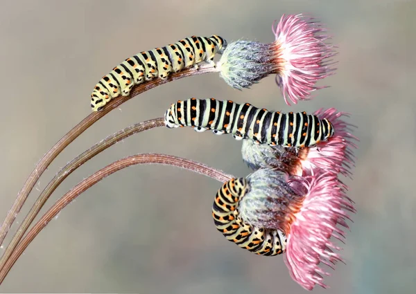 Makró Felvételek Gyönyörű Természeti Jelenet Közelkép Gyönyörű Hernyó Pillangó — Stock Fotó