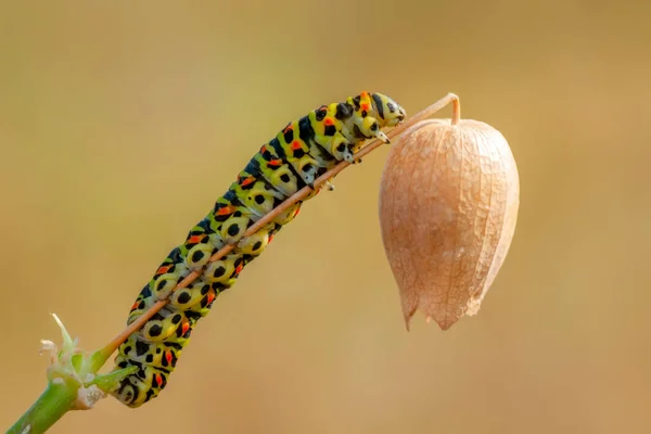 Macro Shots Beautiful Nature Scene Close Beautiful Caterpillar Butterfly — Stock Photo, Image