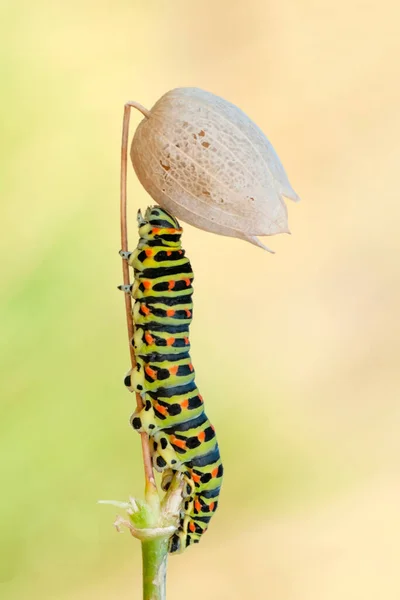 Макро Снимки Красивая Природа Закрыть Красивую Гусеницу Бабочки — стоковое фото