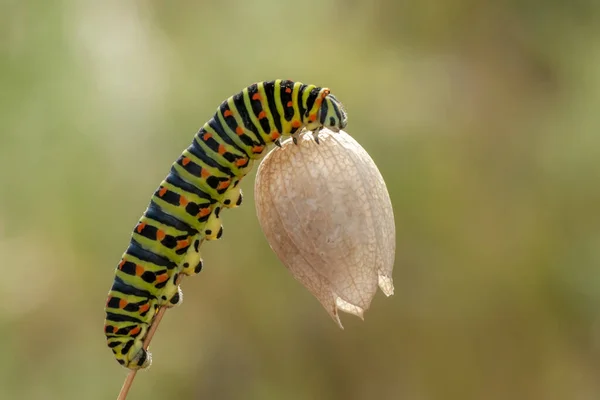 Makro Skott Vacker Natur Scen Närbild Vacker Larv Fjäril — Stockfoto