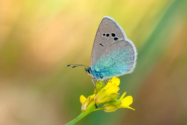 Macro Shots Prachtige Natuur Scene Close Mooie Vlinder Zittend Bloem — Stockfoto