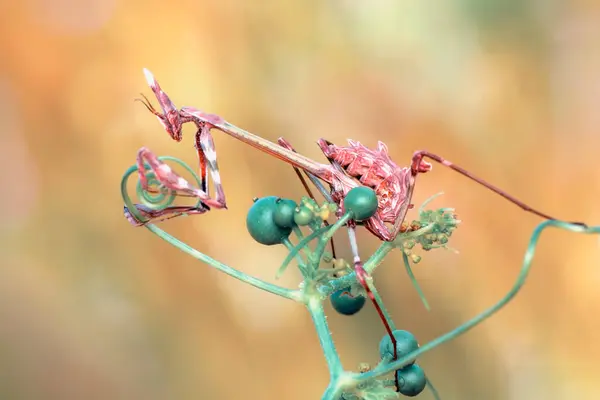 Close up of pair of Beautiful European mantis ( Mantis religiosa )