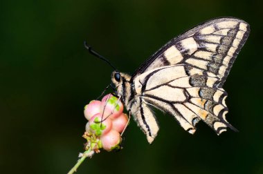 Makro çekimler, güzel doğa sahneleri. Yaklaş, güzel kelebek yaz bahçesindeki çiçekte oturuyor..