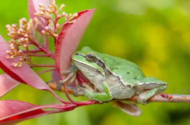 Güzel Avrupa Ağaç Kurbağası Hyla Arborea 