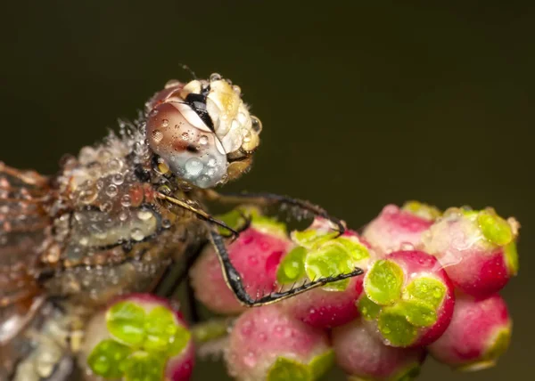 Macro Tiros Mostrando Ojos Libélula Alas Detalle Hermosa Libélula Hábitat — Foto de Stock