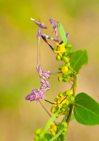 Close Par Belo Mantis Europeu Mantis Religiosa — Fotografia de Stock