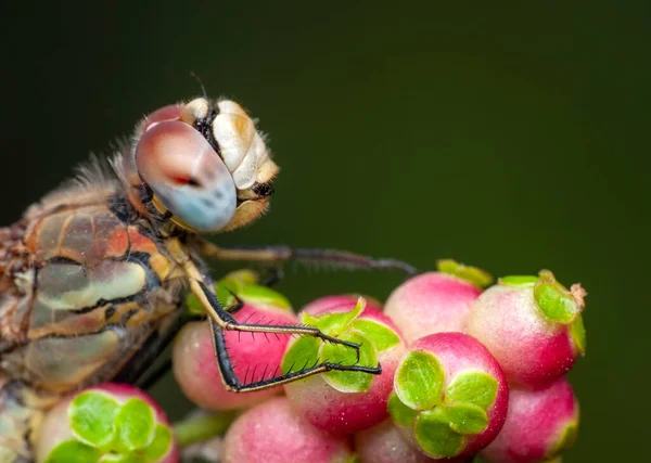 Makro Çekimler Yusufçuk Kanat Detaylarını Gösteren Gözler Doğadaki Güzel Yusufçuk — Stok fotoğraf