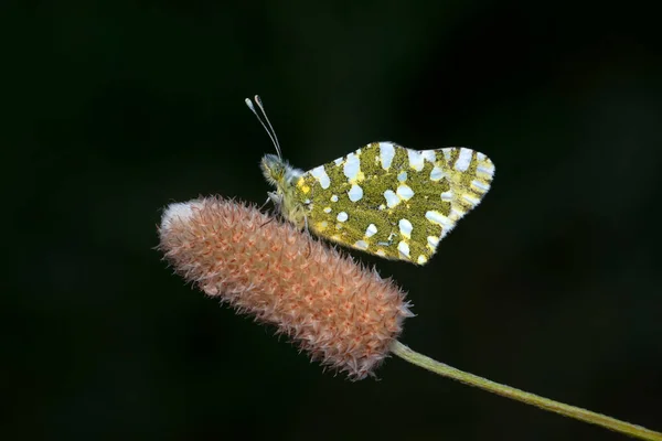 マクロショット 美しい自然シーン 夏の庭で花に座っている美しい蝶を閉じます — ストック写真