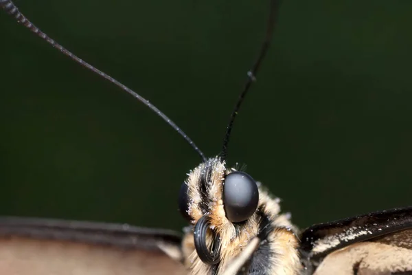 Makroaufnahmen Schöne Naturszene Nahaufnahme Schöner Schmetterling Sitzt Auf Der Blume — Stockfoto