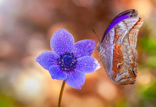 Macro Shots Belle Scène Nature Gros Plan Beau Papillon Assis — Photo