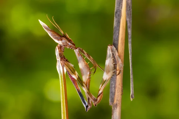 Großaufnahme Von Zwei Schönen Gottesanbeterinnen Mantis Religiosa — Stockfoto