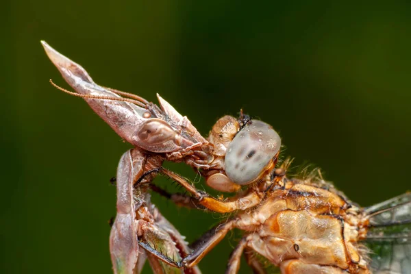 Close Pair Beautiful European Mantis Mantis Religiosa — Fotografie, imagine de stoc