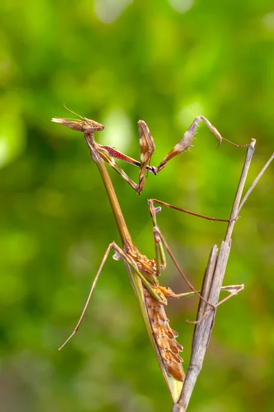 Gros Plan Paire Belle Mante Européenne Mantis Religiosa — Photo