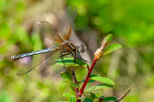 Makro Záběry Ukazující Oči Vážky Křídla Detail Krásná Vážky Přírodním — Stock fotografie