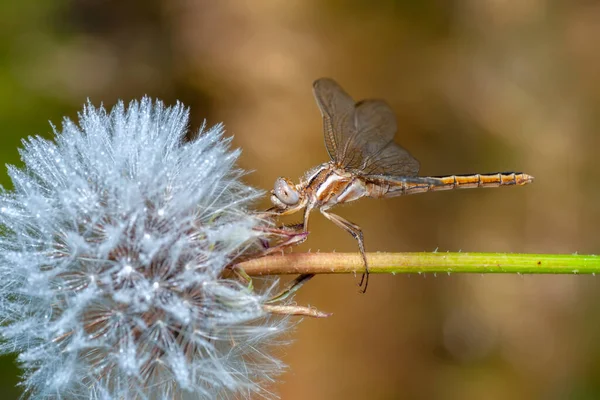 Makro Çekimler Yusufçuk Kanat Detaylarını Gösteren Gözler Doğadaki Güzel Yusufçuk — Stok fotoğraf