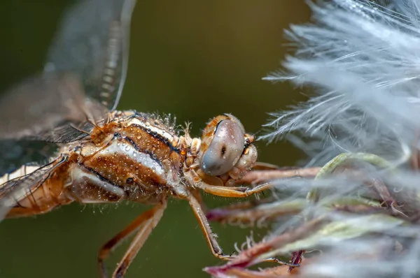 Macro Tiros Mostrando Ojos Libélula Alas Detalle Hermosa Libélula Hábitat — Foto de Stock