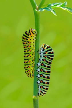 Makro çekimler, güzel doğa sahneleri. Yaklaş güzel kelebek tırtılı  