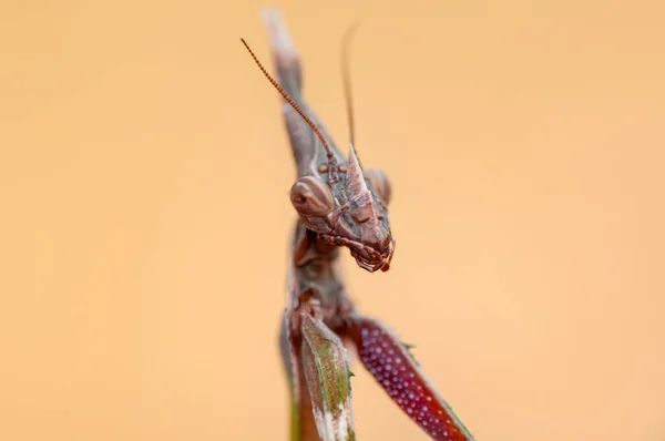 아름다운 사마귀 Mantis Religiosa — 스톡 사진