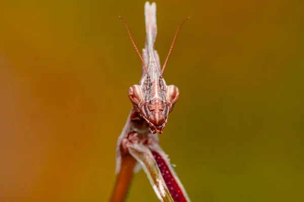 Κοντινό Πλάνο Του Ζεύγους Beautiful European Mantis Mantis Religiosa — Φωτογραφία Αρχείου