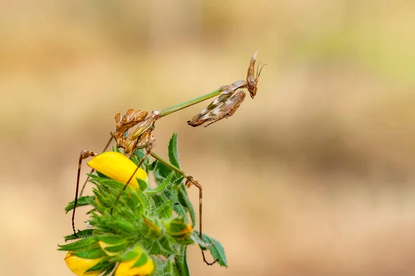 Close up of pair of Beautiful European mantis ( Mantis religiosa )