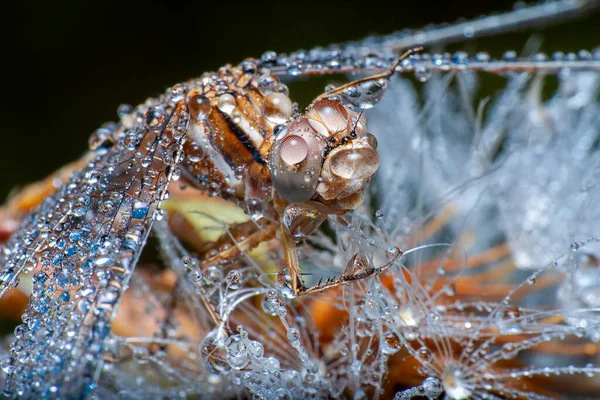 Macro Shots Showing Eyes Dragonfly Wings Detail Beautiful Dragonfly Nature — Stock Photo, Image