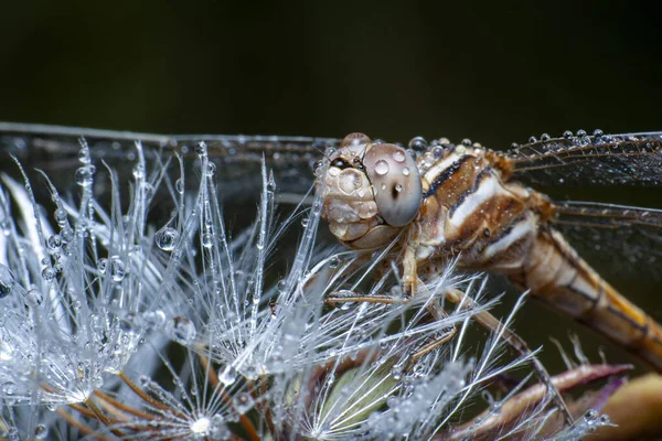 Makroaufnahmen Die Libellenaugen Und Flügel Detail Zeigen Schöne Libelle Natürlichen — Stockfoto