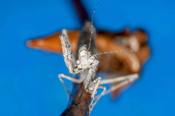 Primer Plano Par Hermosas Mantis Europeas Mantis Religiosa — Foto de Stock