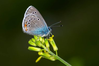 Makro çekimler, güzel doğa sahneleri. Yaklaş, güzel kelebek yaz bahçesindeki çiçekte oturuyor..