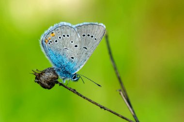 Makro çekimler, güzel doğa sahneleri. Yaklaş, güzel kelebek yaz bahçesindeki çiçekte oturuyor..